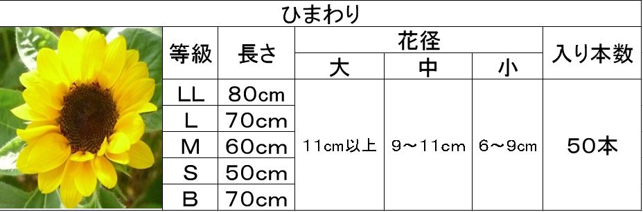 q}Ki