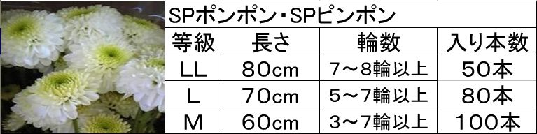 SP݁ESP݋Ki