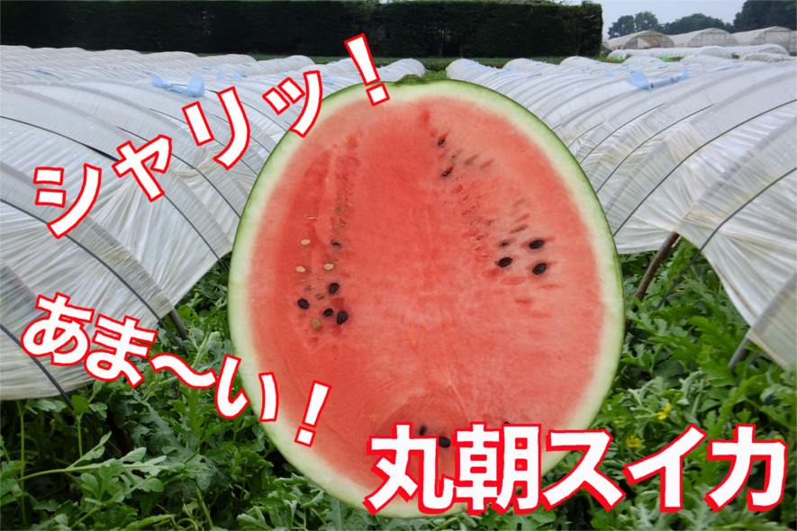 丸朝西瓜